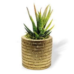 Betigo Duvar Desenli Beton Sukulent Saksısı, Altın HK1540-A