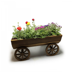 Büyük Kağnı Çiçeklik HK0571