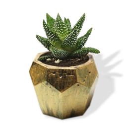 Elmas Beton Saksı - Siyah Üstü Altınvarak HK1538-SAV