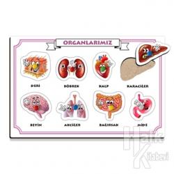 Organlarımız