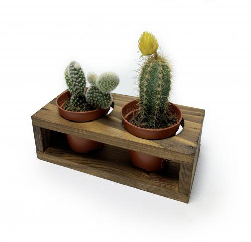 2'li Ahşap Sukulent Standı - Halkkitabevi