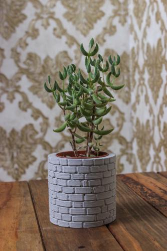 Betigo Duvar Desenli Beton Sukulent Saksısı - Halkkitabevi