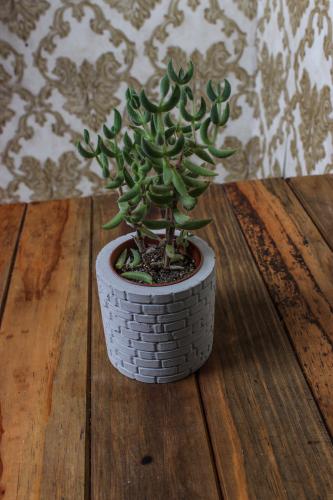 Betigo Duvar Desenli Beton Sukulent Saksısı - Halkkitabevi