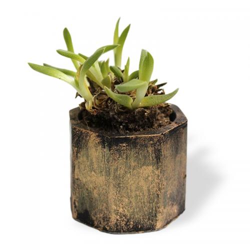 Sekizgen Silindir Beton Saksı, Siyah Üstüne Altın Varak  - Küçük Boy